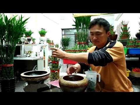 開運 竹